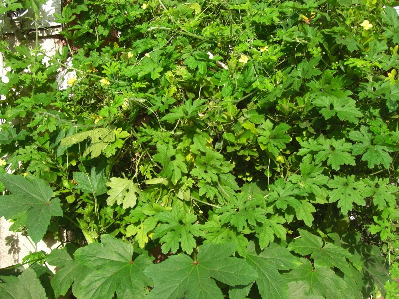 Ampalaya Leaves